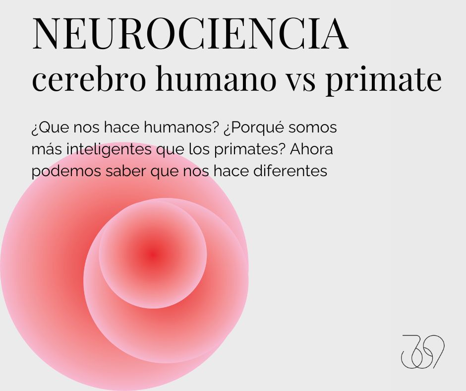 cerebro humano vs primate