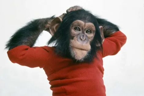 mente chimpance